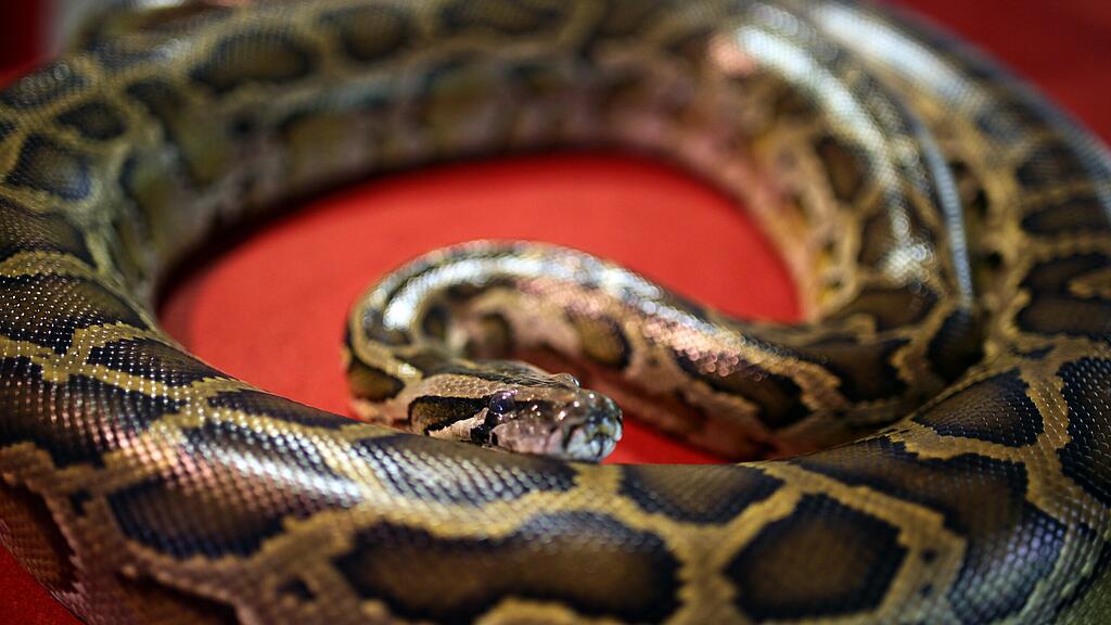 Pythons sind in Florida ein Problem (Symbolbild).