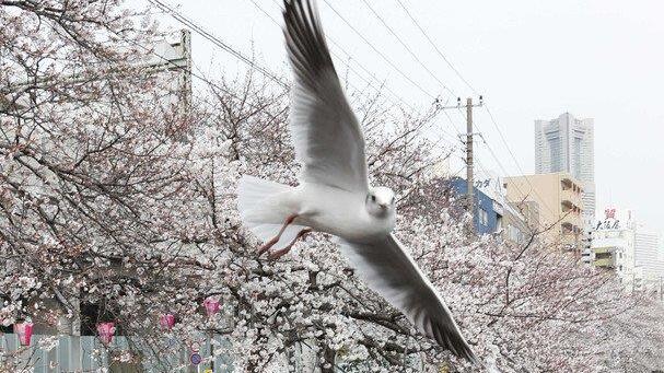 Kirschbäume in Japan in voller Pracht