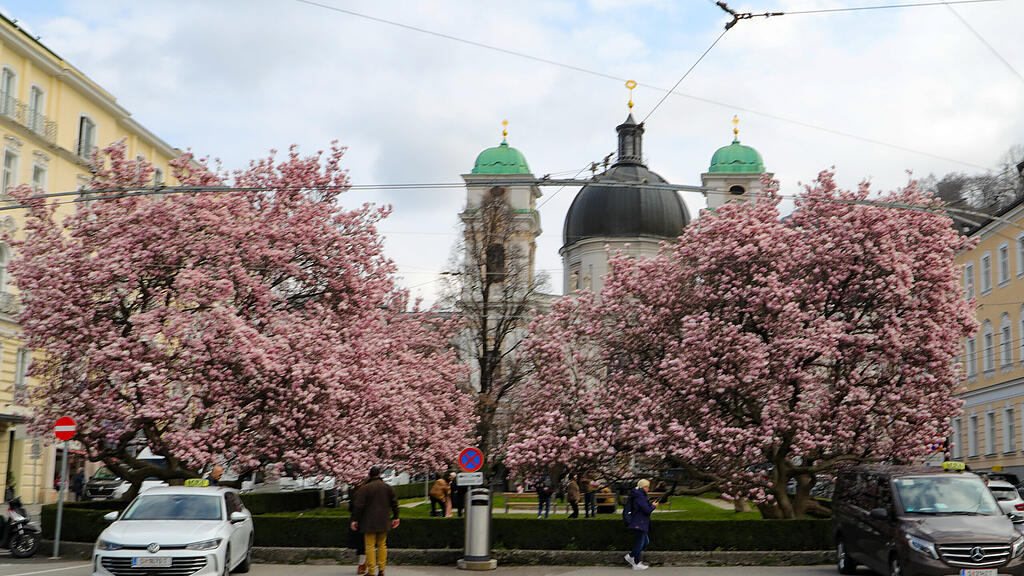 Magnolienbäume am Makartplatz