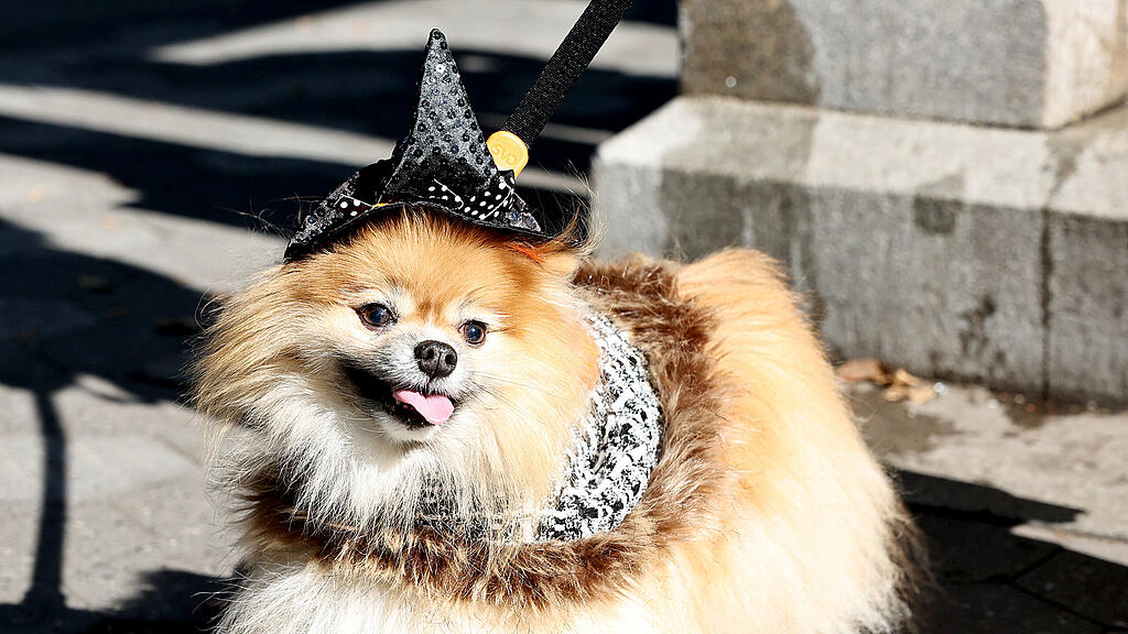 Halloween Parade