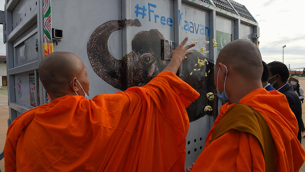 Einsamster Elefant Kaavan