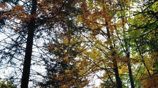 Goldener Oktober 2014