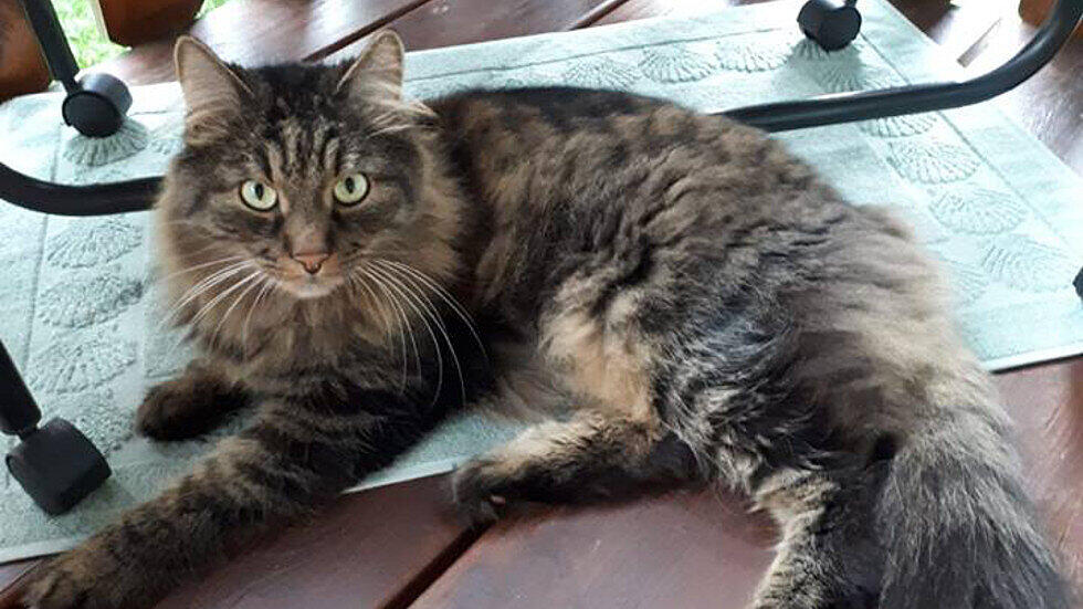 Kater Leon