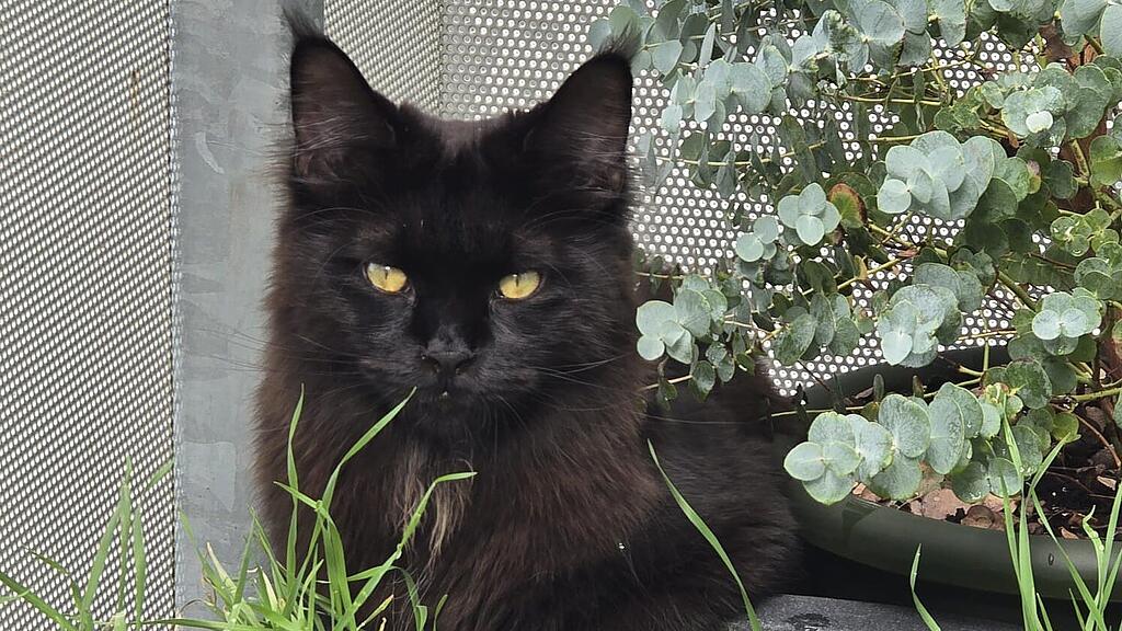 Weltkatzentag 2024