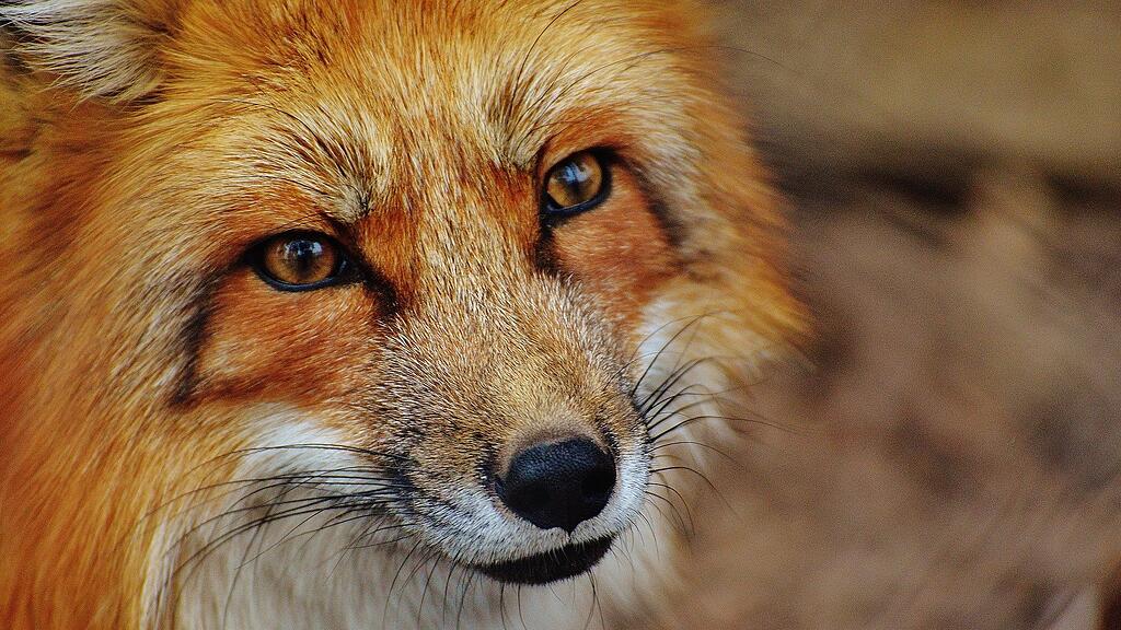 Fuchs