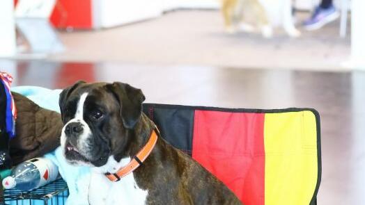Hunde-Messe in Salzburg