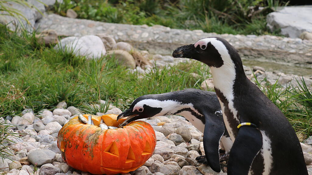 Kürbis Ahoi im Zoo Salzburg
