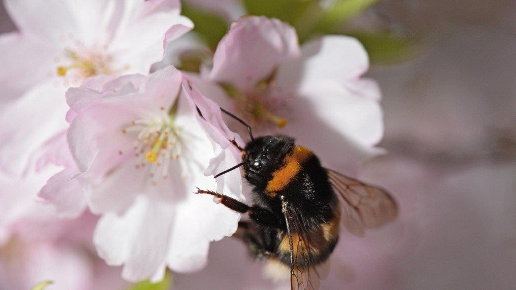 Die beeindruckensten Tierbilder KW 17