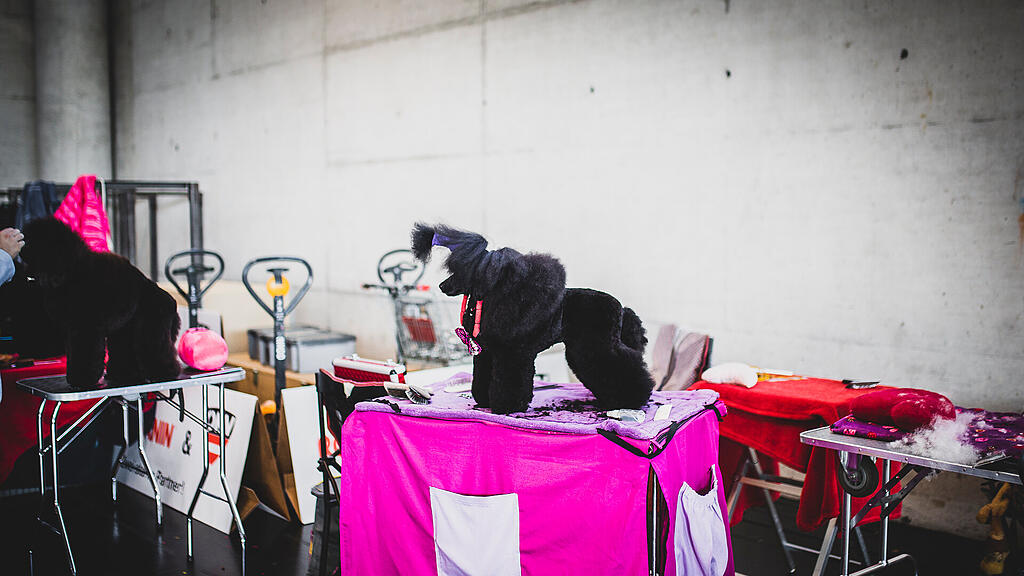 Rassehunde Ausstellung