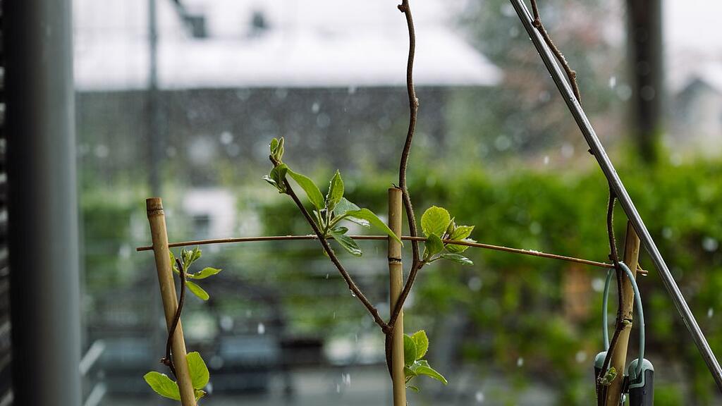 Schnee und Pflanzen im April