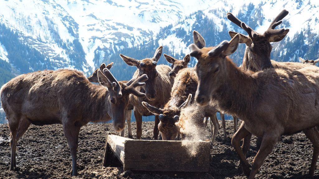 Zu Besuch beim Hirschflüsterer