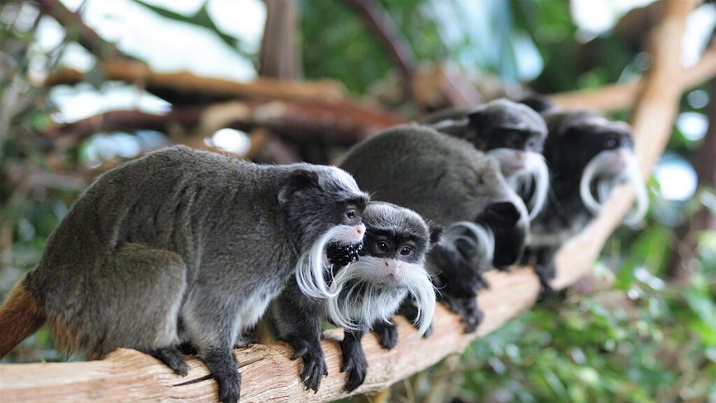Kaiserschnurrbarttamarin Salzburg Zoo