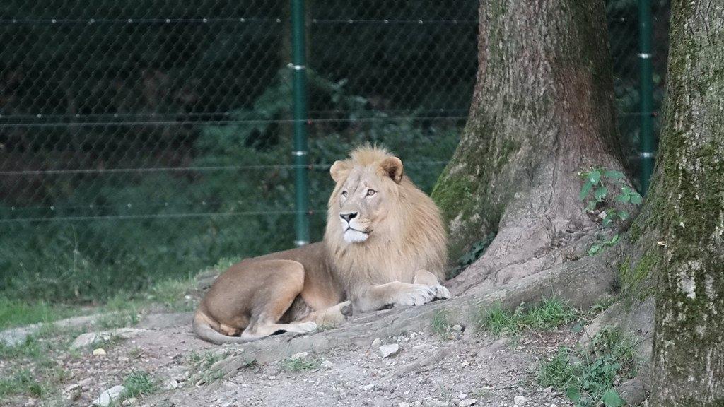 Bilder vom Nachtzoo