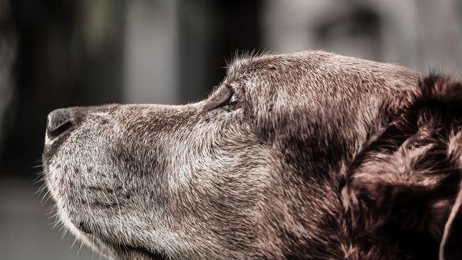 Erste Hilfe für Hunde will gelernt sein.