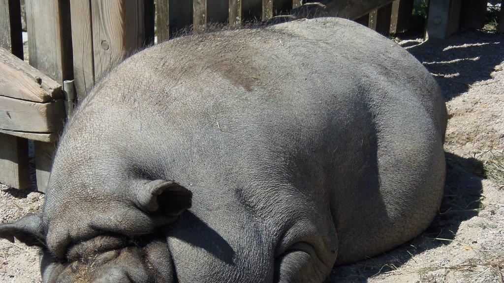 Impressionen der Tiere