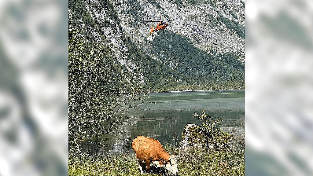 Urlauber von Kuh angerempelt