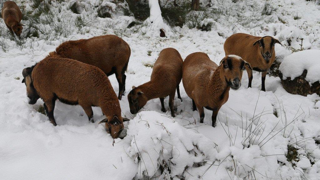 Tiere im Schnee