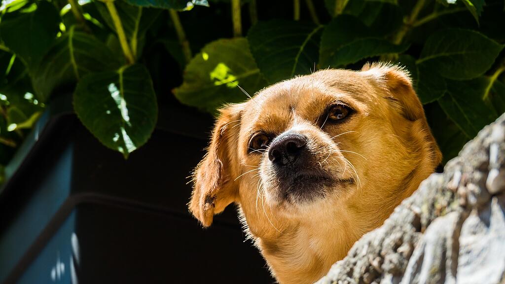 Ein tierischer Einsatz der etwas anderen Art für die Polizei. (Symbolbild)