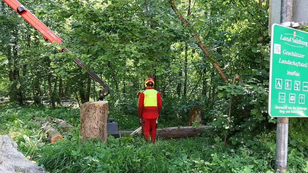 Eschensterben: Baumpflege in der Josefiau