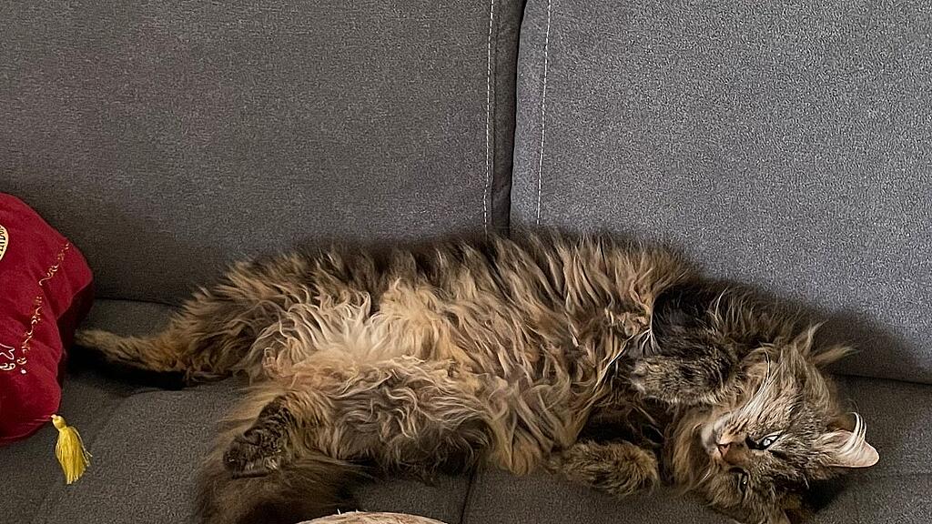 Weltkatzentag 2025