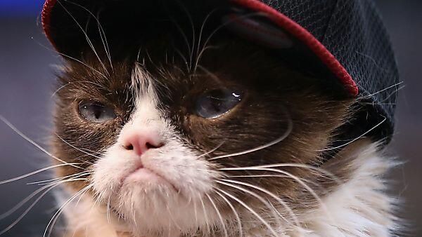 Grumpy Cat verdankt ihren Spitznamen ihrem ausgeprägten Unterbiss