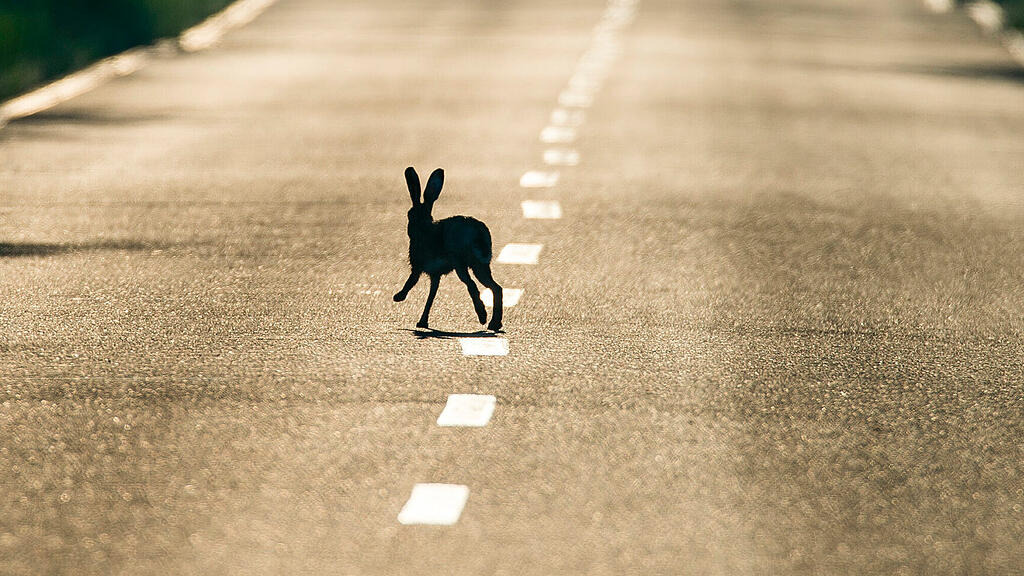 Hase, Straße, SB