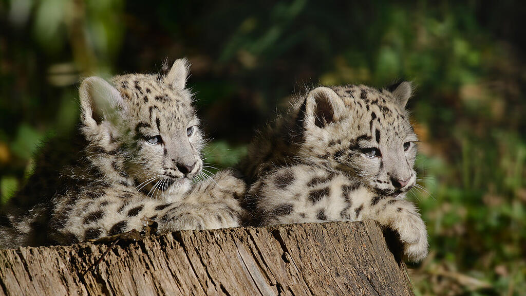 Schneeleoparden-Babys Zoo Salzburg