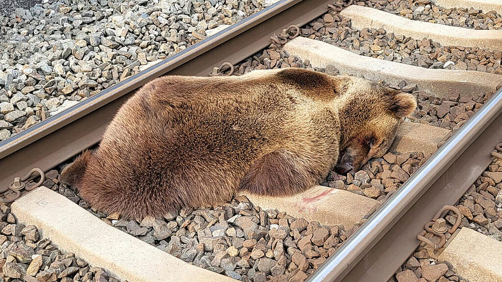 Toter Bär auf Gleisen zwischen lend und Schwarzach