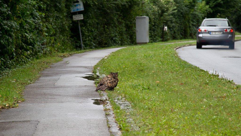Uhu in der Sinnhubstraße