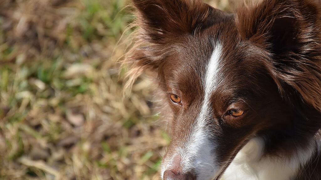 symb_bordercollie