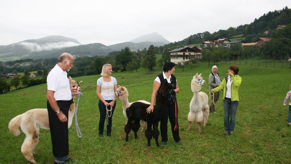 Alpaka-Fest in Adnet