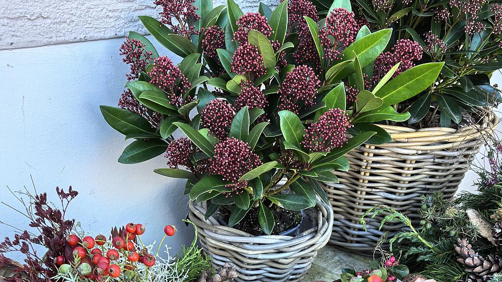 Blumenschmuck für Allerheiligen