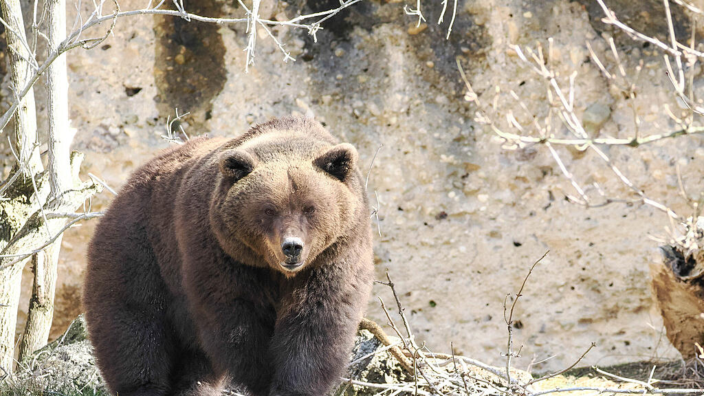 Winterschlaf vorbei: Braunbären im Zoo Salzburg