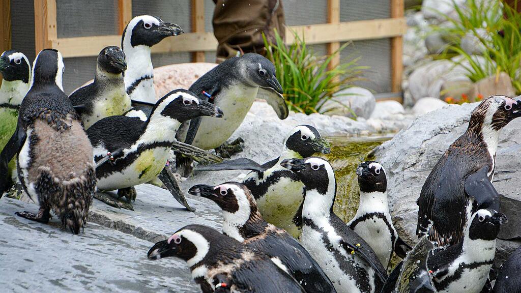Brillenpinguine, Zoo Salzburg
