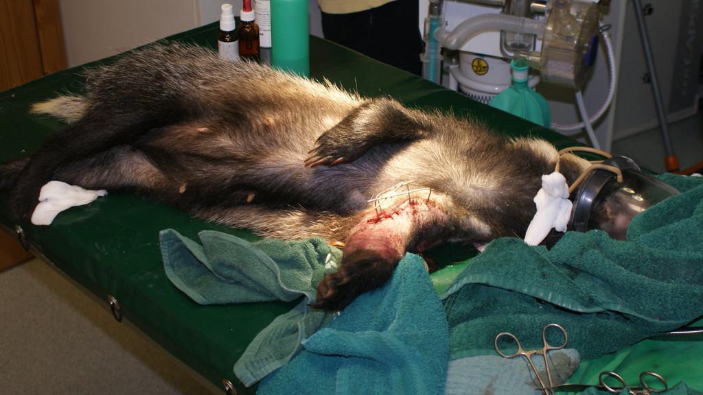 Bilder vom Dachs