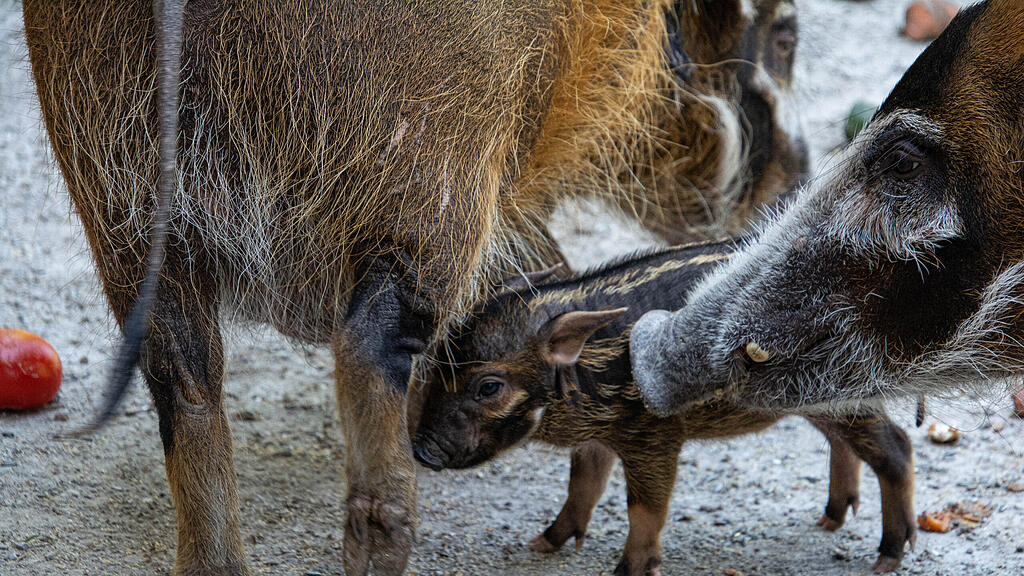 Nachwuchs bei Pinselohrschweinen im Zoo Salzburg