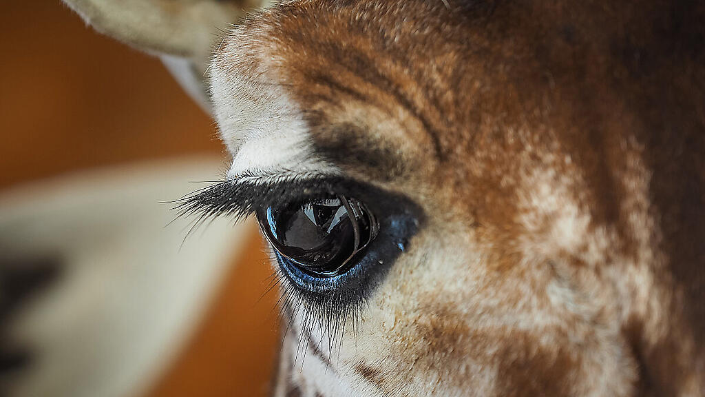 Giraffe als Unfallverursacher