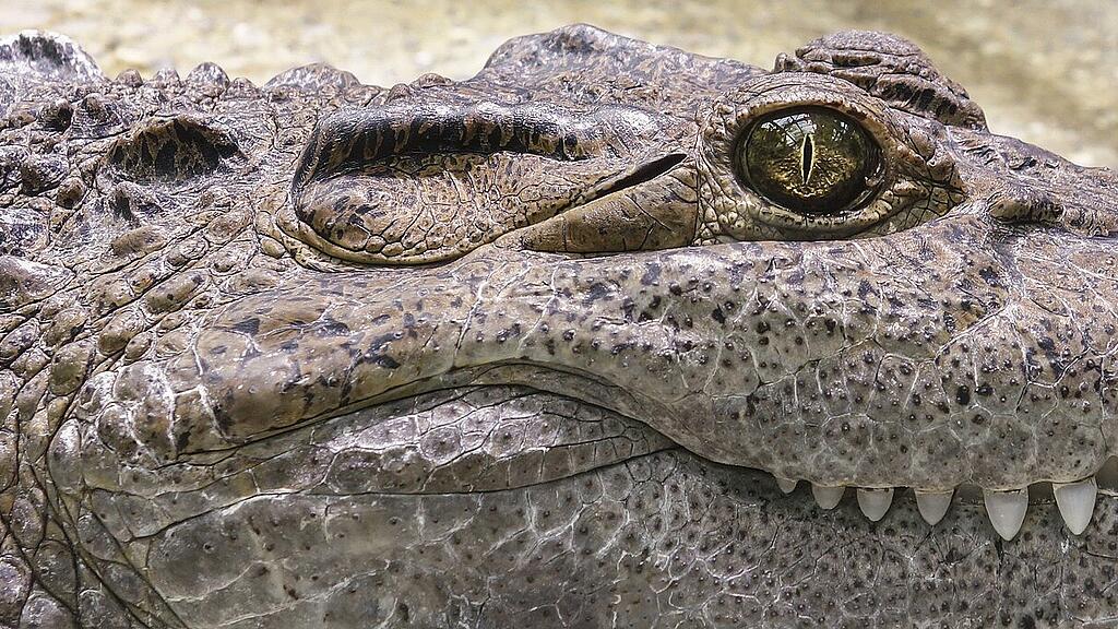 symb_krokodil symb_alligator