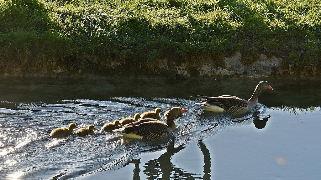 Enten Leopoldskron