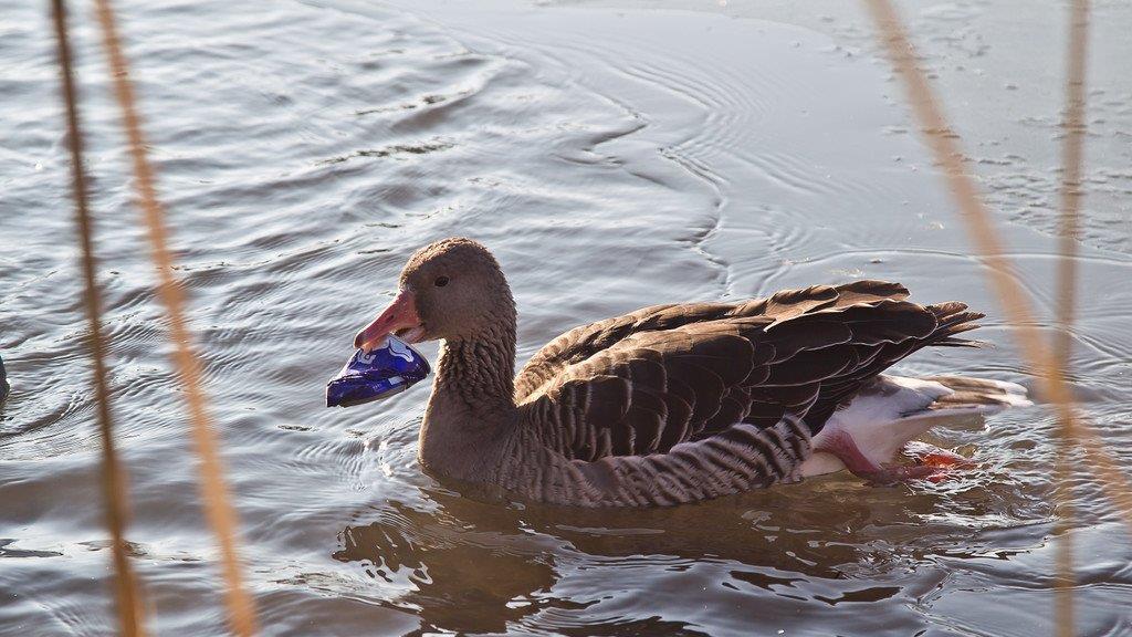 Leopoldskroner Weiher: Gans quält sich mit Getränkedose