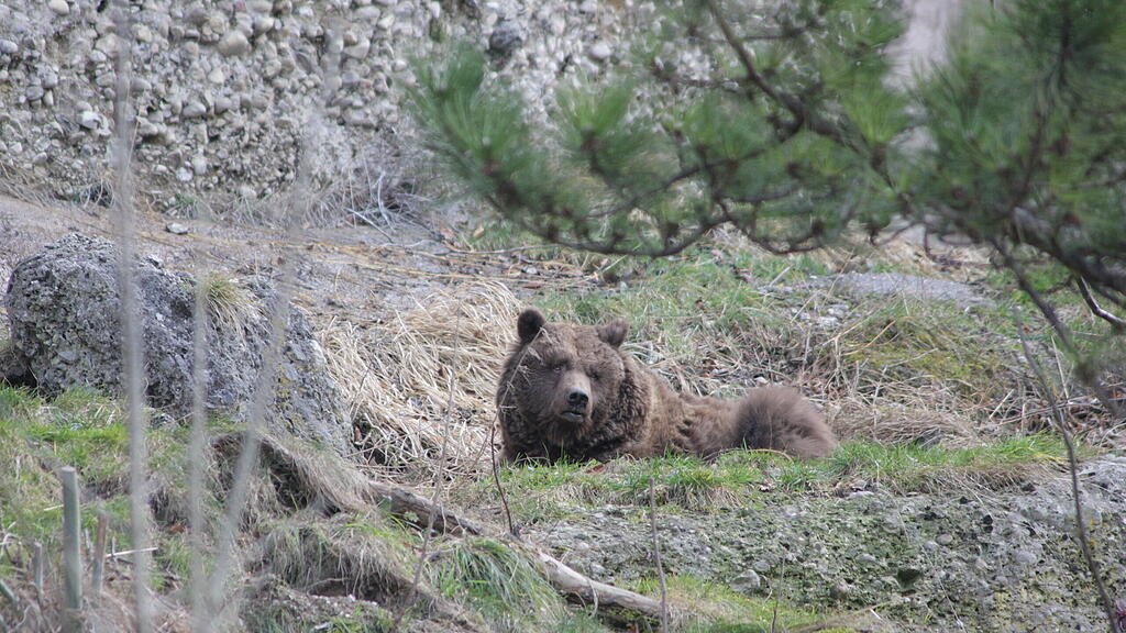 Braunbär Blanca