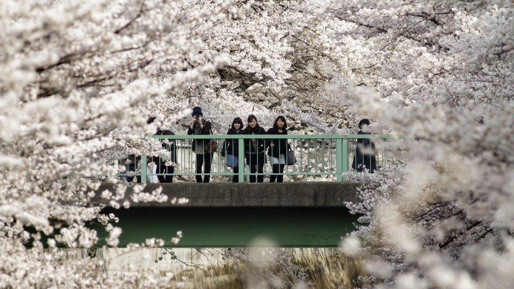 Kirschbäume in Japan in voller Pracht
