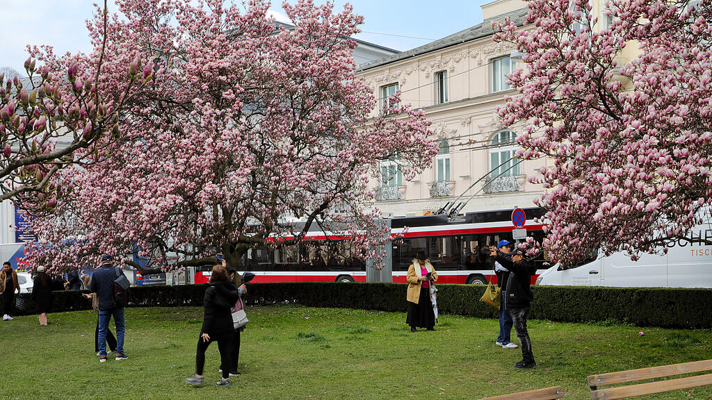Magnolienbäume am Makartplatz