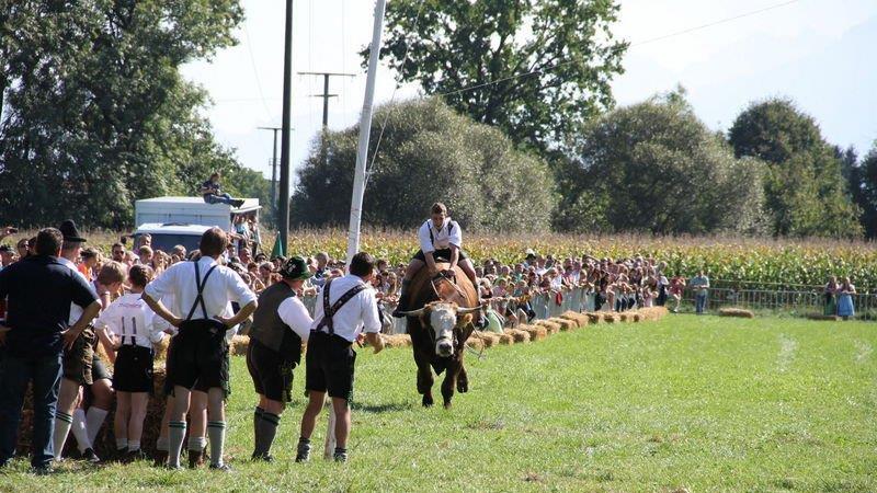 Ochsenrennen in Surheim