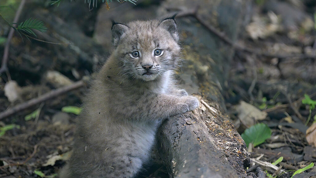 Luchs-Baby in Sch\u00f6nbrunn