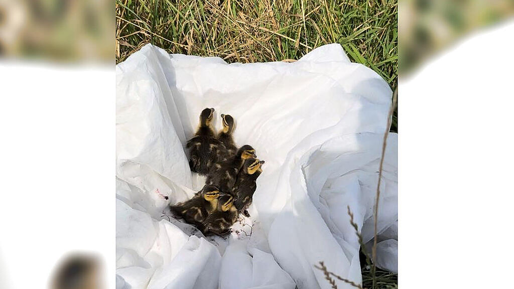 Enten über A1 eskortiert