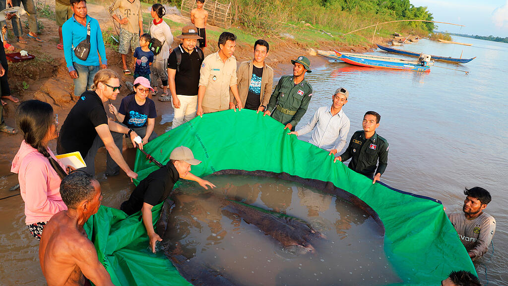 Größter Süßwasserfisch der Welt