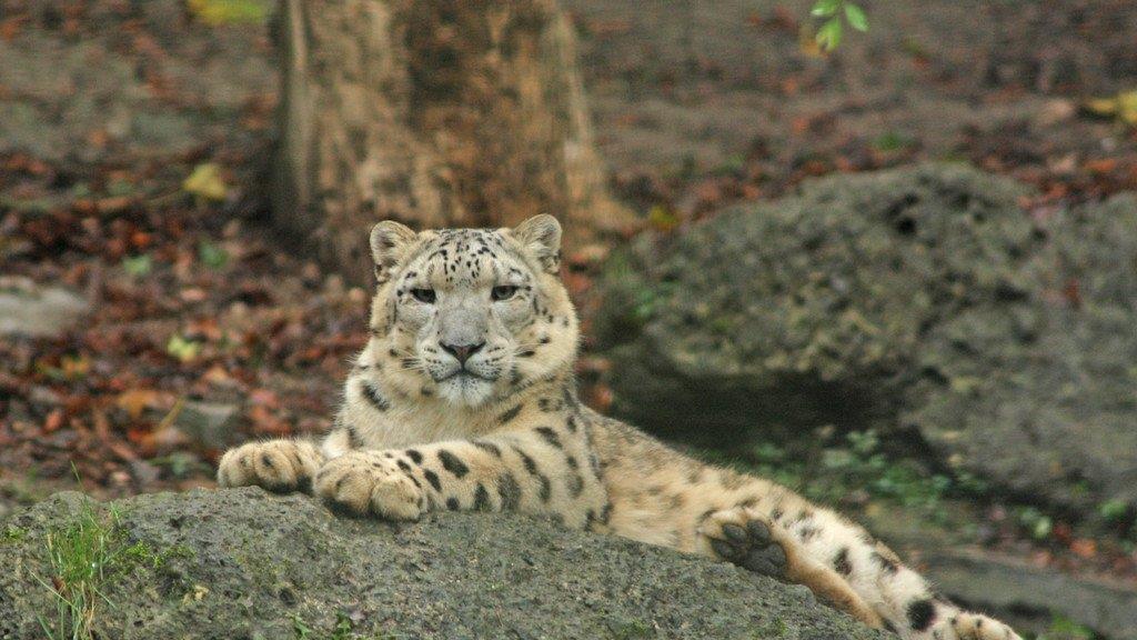 Schneeleopard Sangpo reist nach Chisinau