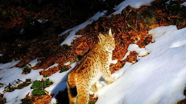 Schießwütige Jäger machen Luchs-Wiederansiedelung schwer