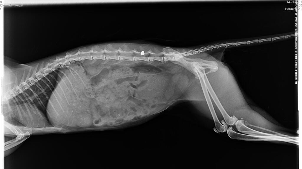 Verletzte Katze Pfotenhilfe